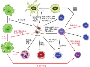 Diagram showing stimulated, suppressed and inhibited effects on immune system.