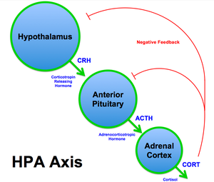 Top circle: hypothalamus, middle circle: anterior pituitary, bottom circle: adrenal cortex