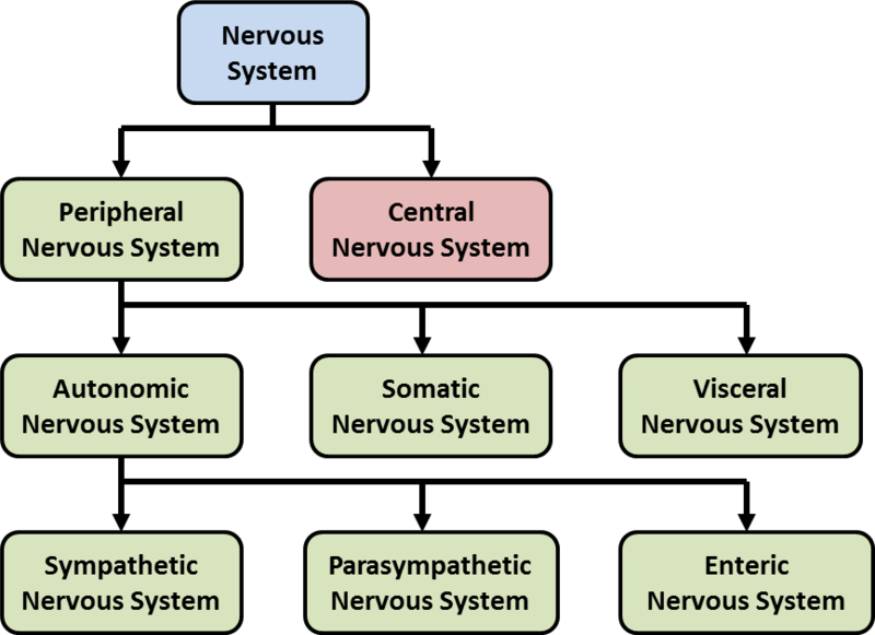 File:Components of the Nervous System.png