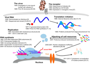 Poliovirus replication cycle.png