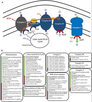 Complex diagram of labeling proteins found to be different in ME/CFS