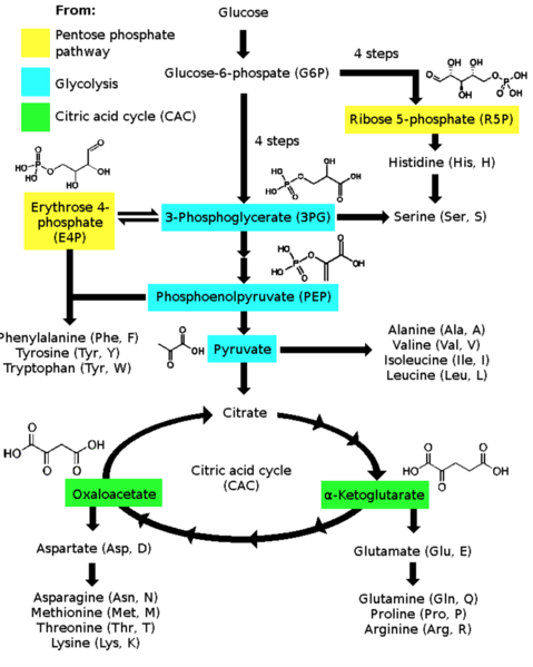 File:Glycolysis.png