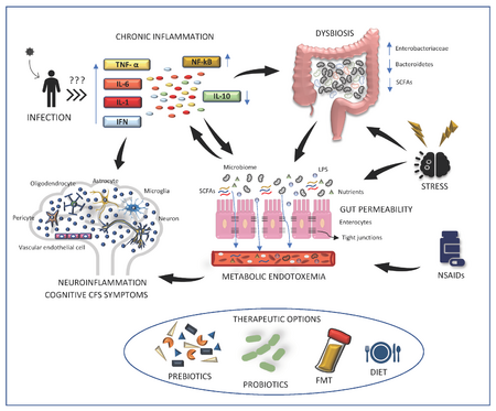 Dysbiosis - MEpedia