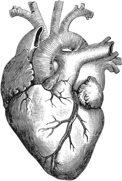 File:Heart drawing.png