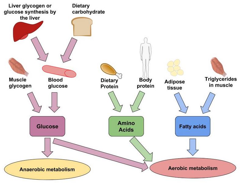 File:Aerobic-anaerobic-metabolism.jpg