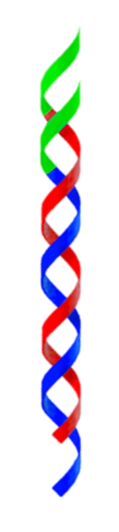 File:Double-stranded RNA with genome deletions.png