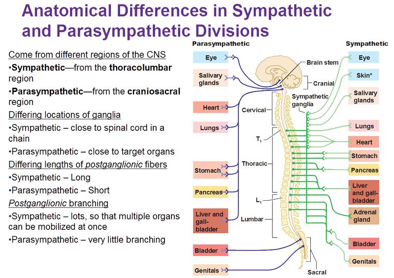 File:Anatomic-differences-in-sympathetic-and-parasympathetic-divisions.jpg