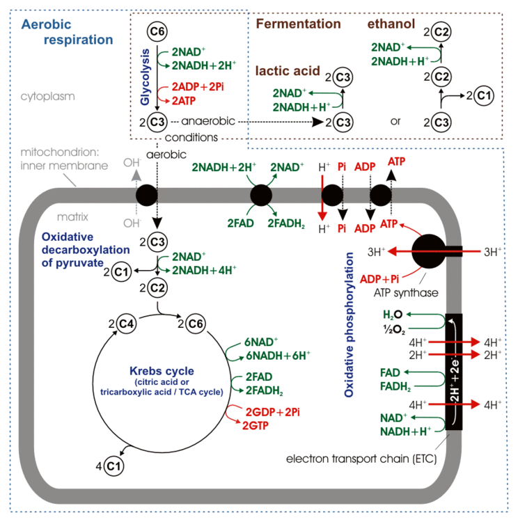 Cellular respiration - MEpedia