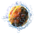 Lymphocyte-Tcell.png