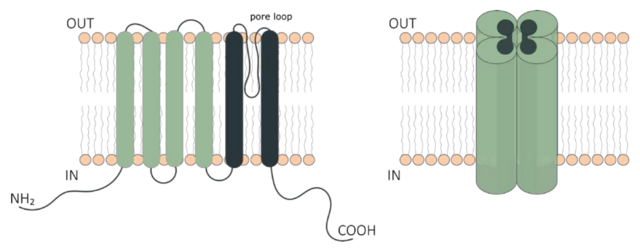 Transient Receptor Potential - MEpedia